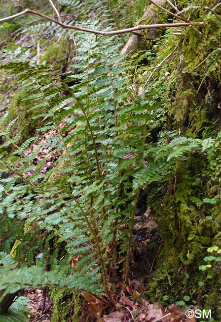 Polystichum braunii