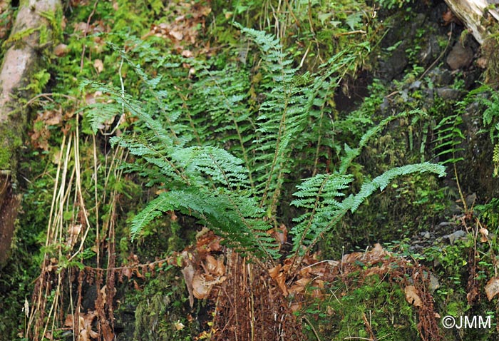 Polystichum braunii