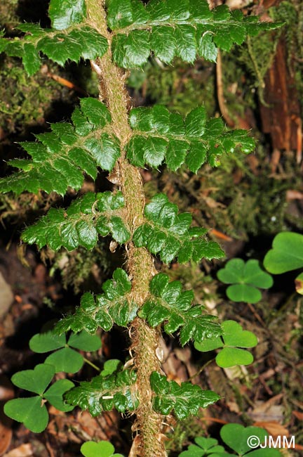 Polystichum braunii