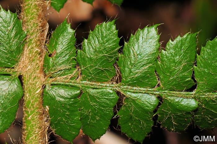 Polystichum braunii