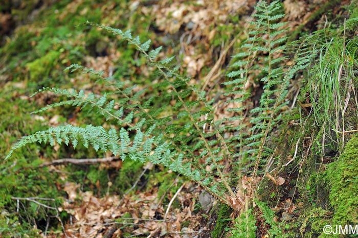 Polystichum braunii