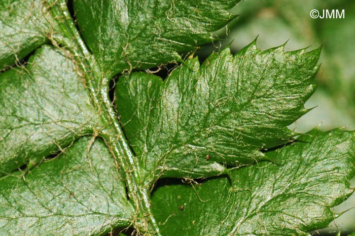 Polystichum braunii