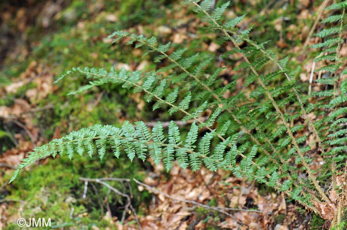 Polystichum braunii