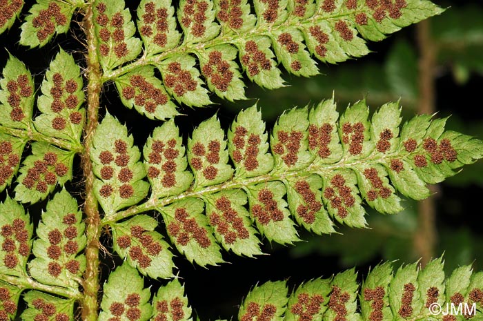 Polystichum braunii