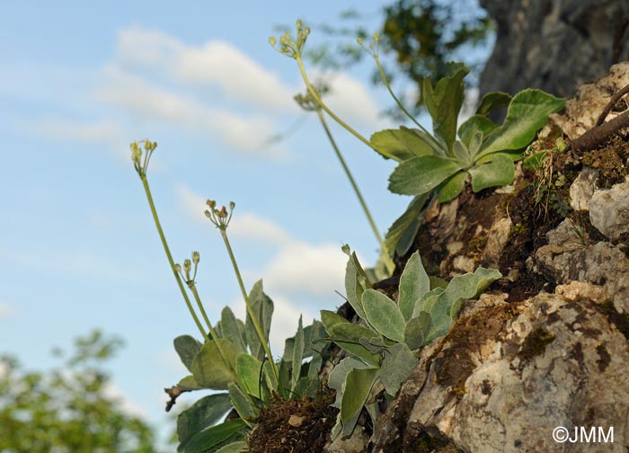 Primula auricula