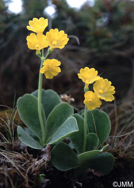 Primula auricula