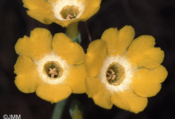 Primula auricula