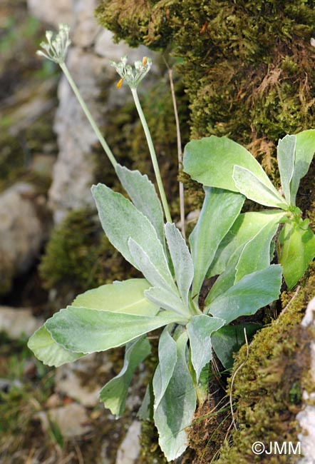 Primula auricula