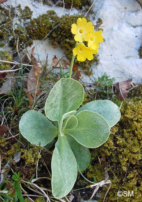 Primula auricula