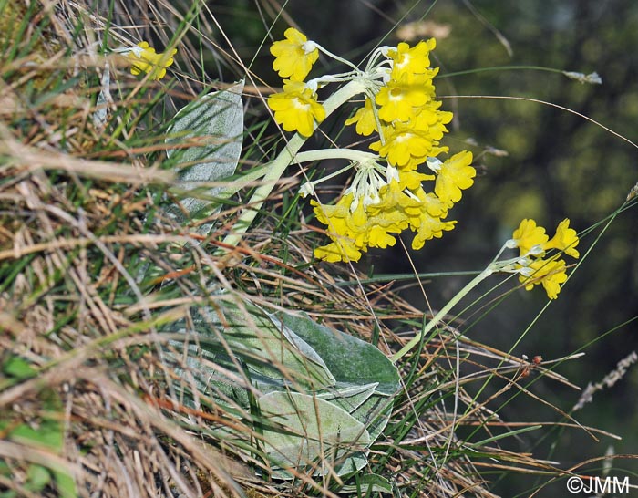 Primula auricula