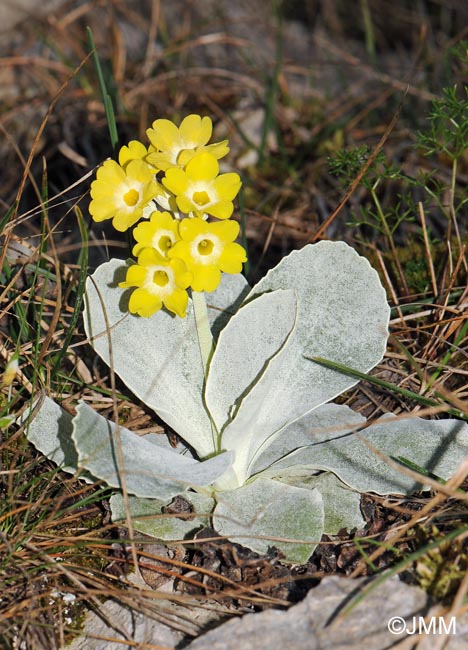 Primula auricula