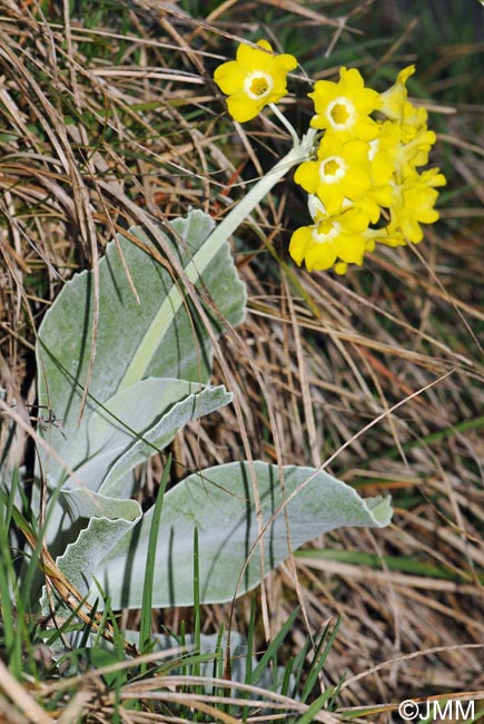 Primula auricula