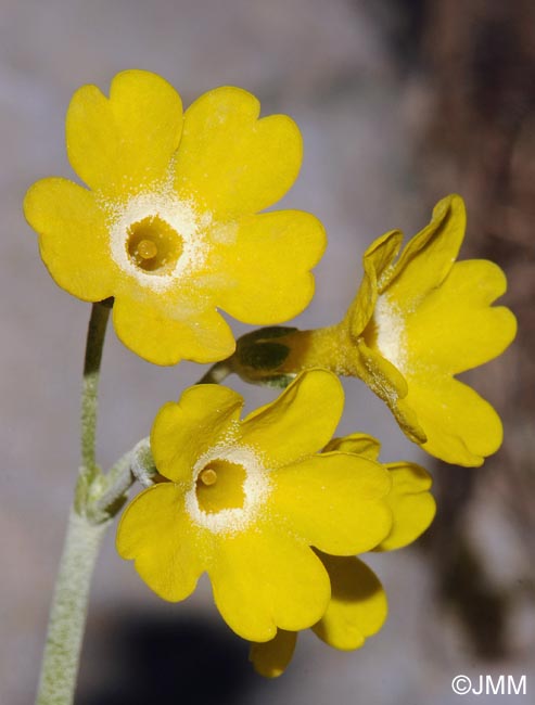 Primula auricula