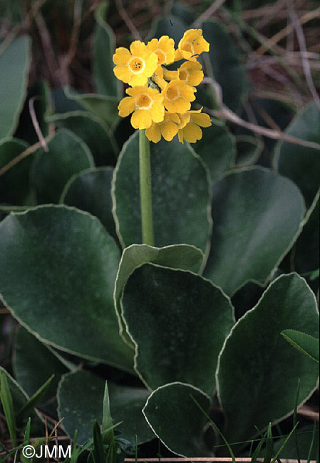 Primula auricula