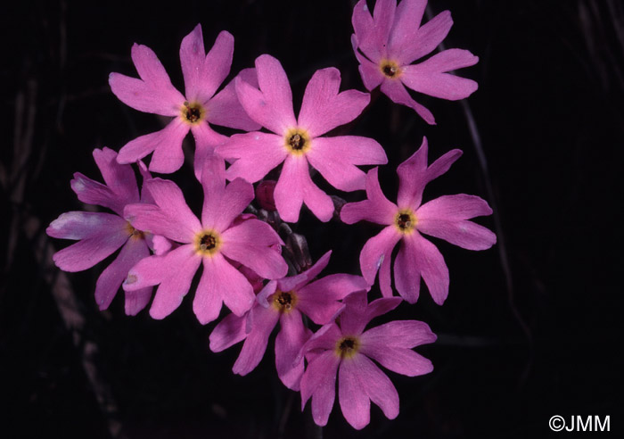 Primula halleri