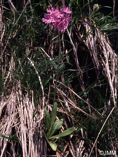 Primula halleri