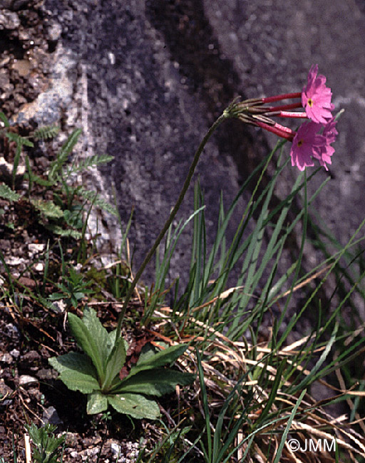 Primula halleri