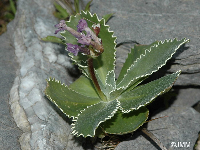 Primula marginata