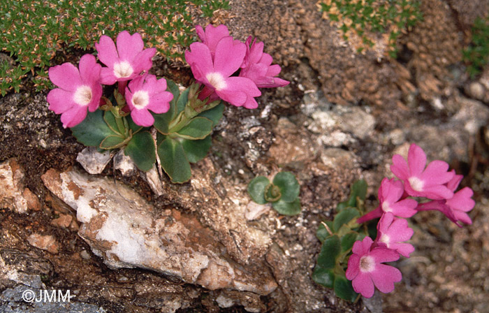 Primula pedemontana