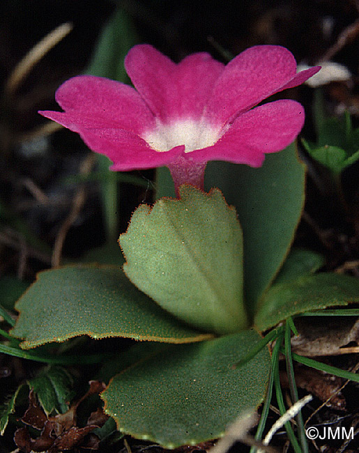 Primula pedemontana