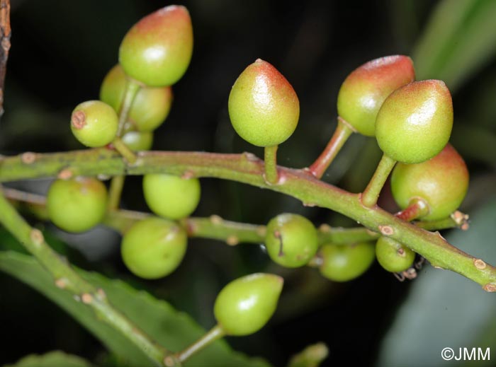 Prunus lusitanica = Prunus lusitanica subsp. lusitanica