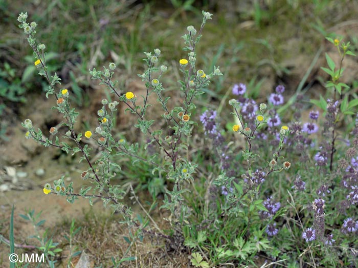 Pulicaria vulgaris & Mentha pulegium