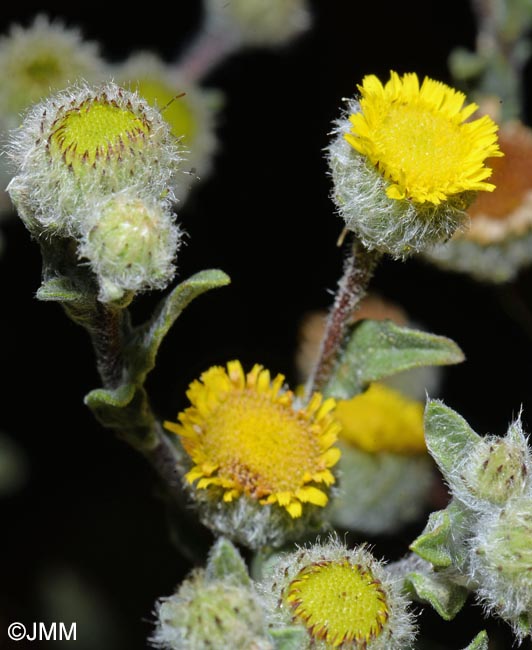 Pulicaria vulgaris