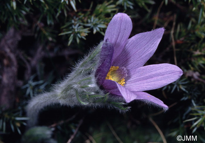 Pulsatilla halleri 