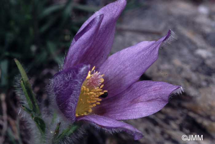 Pulsatilla halleri 