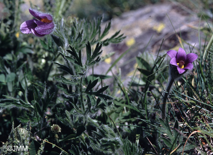 Pulsatilla halleri 