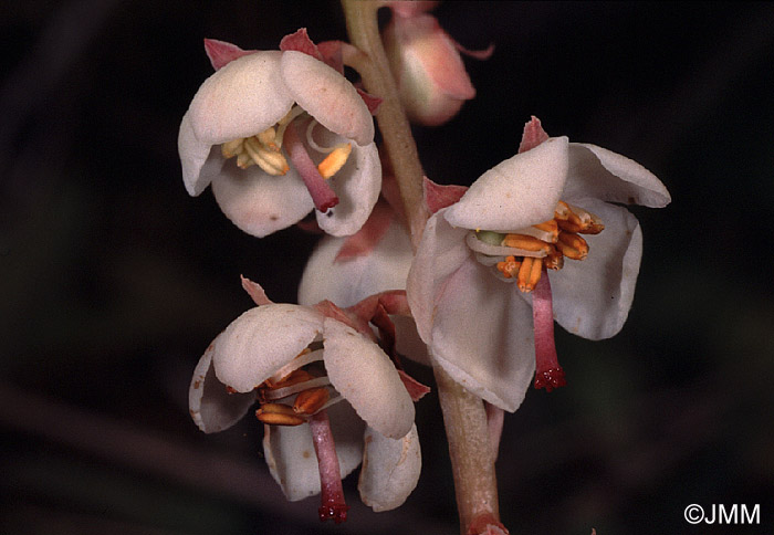 Pyrola rotundifolia L. subsp. maritima