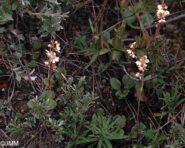 Pyrola rotundifolia L. subsp. maritima
