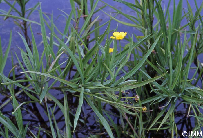 Ranunculus lingua