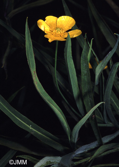 Ranunculus lingua