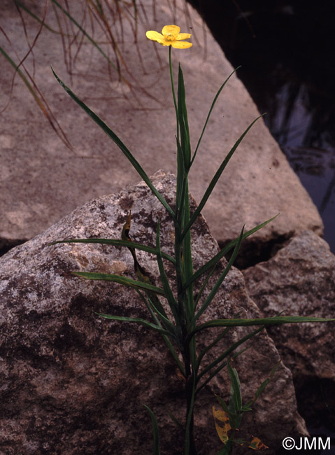 Ranunculus lingua