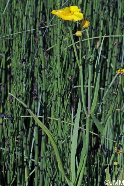 Ranunculus lingua