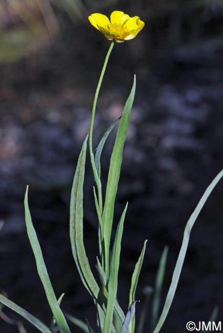 Ranunculus lingua