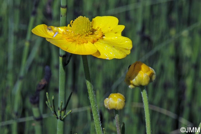 Ranunculus lingua