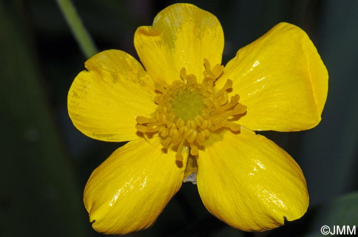 Ranunculus lingua