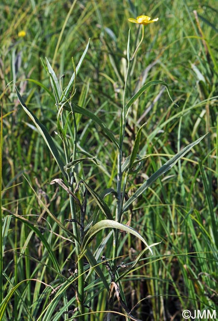 Ranunculus lingua