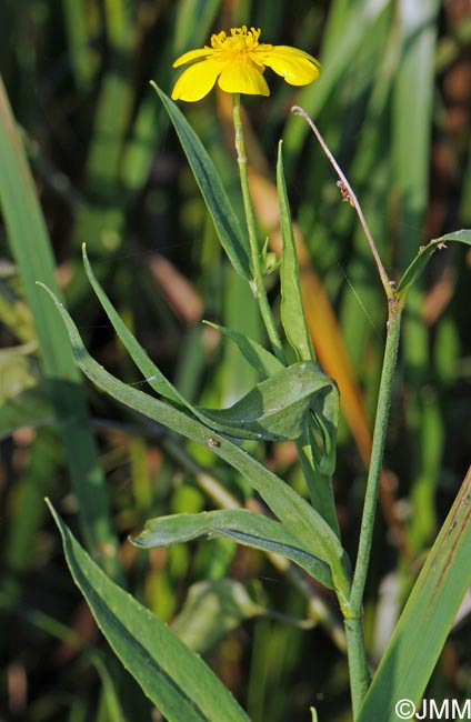 Ranunculus lingua