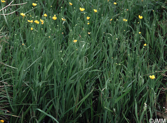 Ranunculus lingua