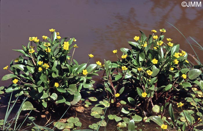 Ranunculus ophioglossifolius