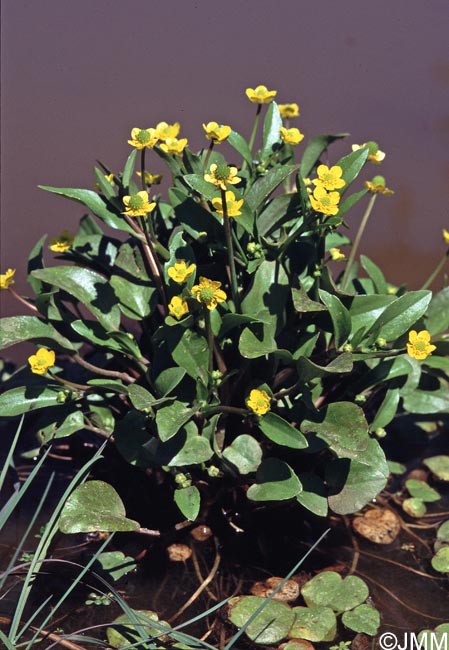 Ranunculus ophioglossifolius