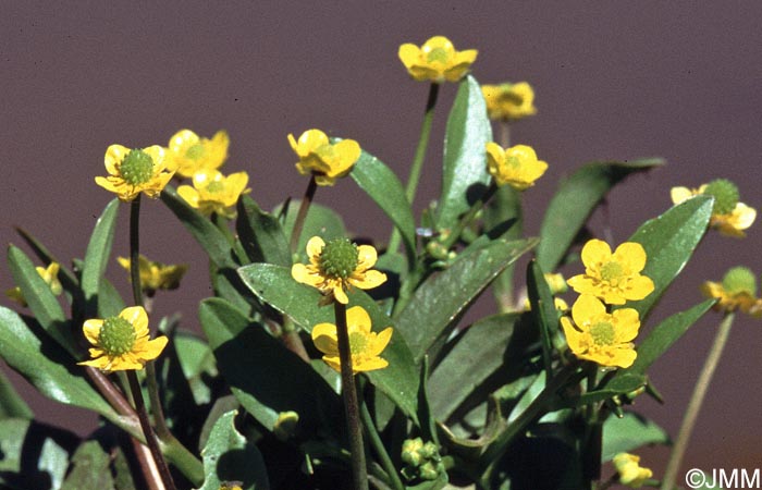 Ranunculus ophioglossifolius