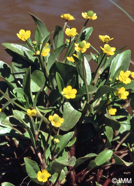 Ranunculus ophioglossifolius