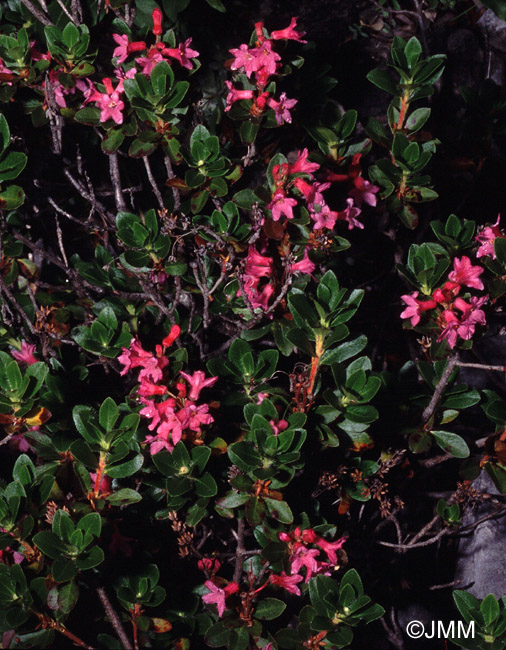 Rhododendron hirsutum