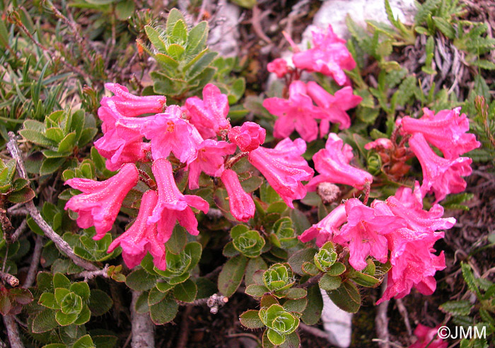 Rhododendron hirsutum