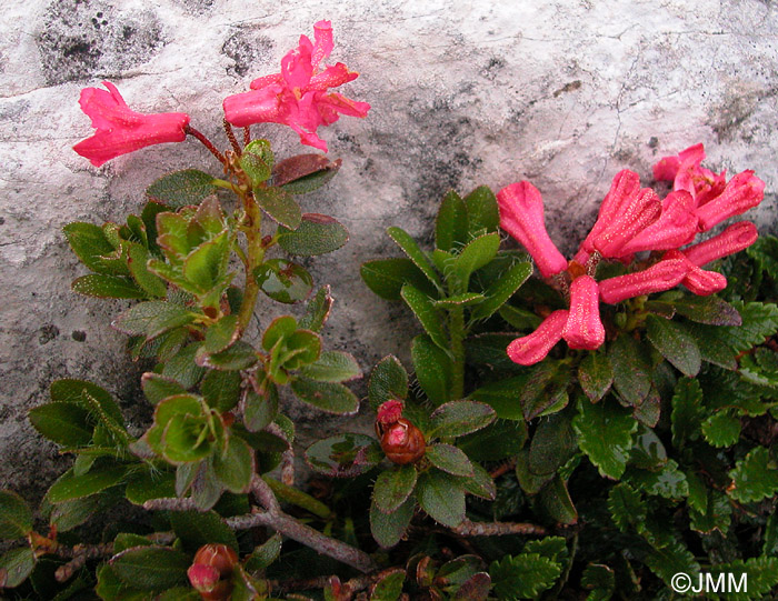 Rhododendron hirsutum