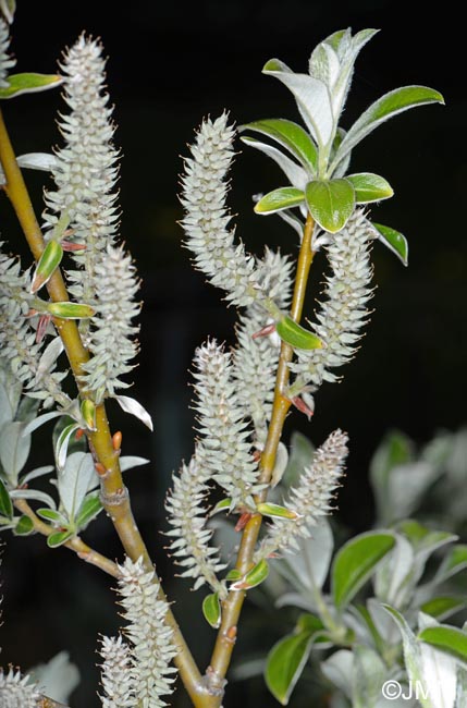 Salix helvetica